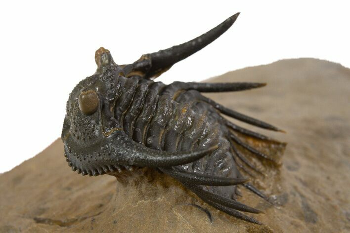 Spiny Leonaspis Trilobite - Top Quality Preparation #339623